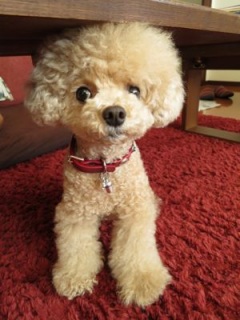 DOG DOC ..